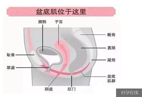 盆底肌肉图示