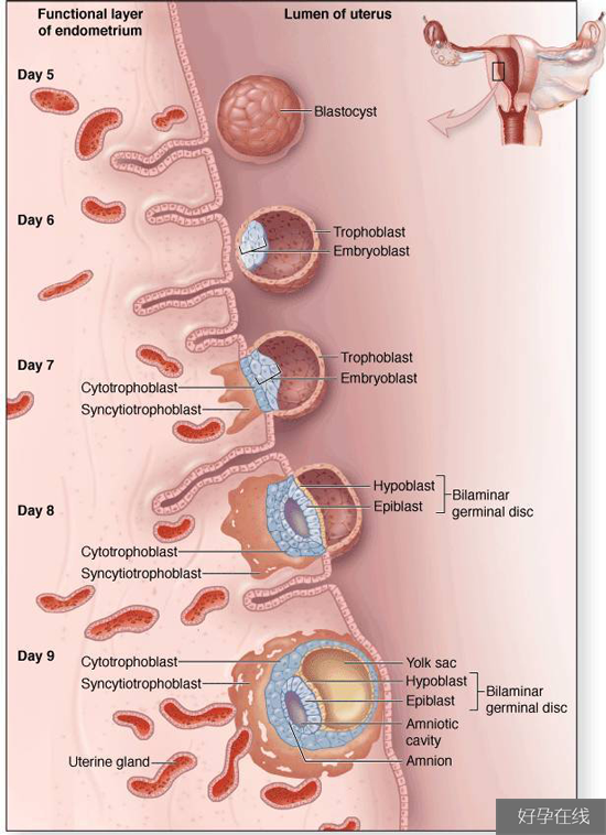 胚胎移植后的着床过程