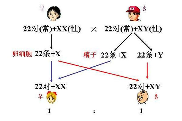 "性染色体"图