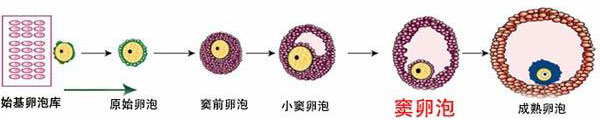 卵泡的生长过程