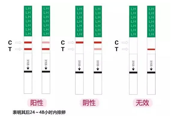 排卵试纸结果怎么看