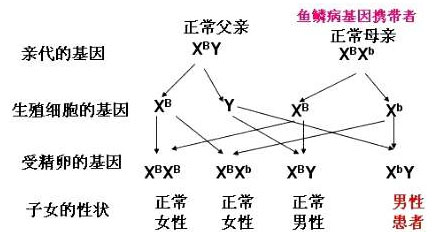 鱼鳞腿图片