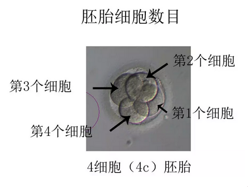 胚胎细胞数目