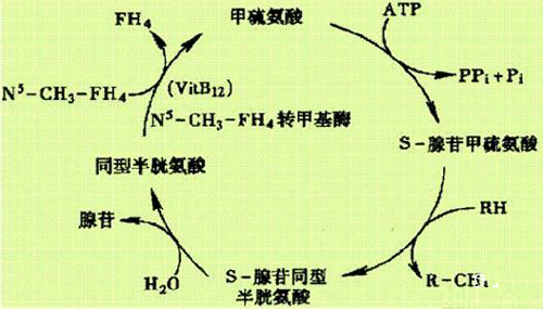 同型半胱氨酸高是怎么回事