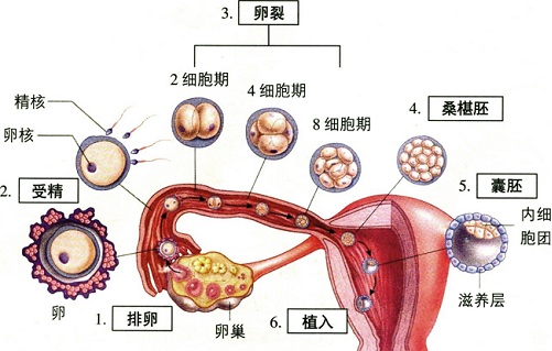 受精卵着床过程图