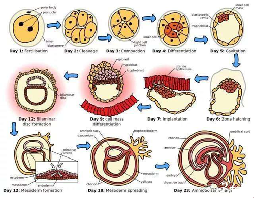 从发育到移植后囊胚的着床过程图