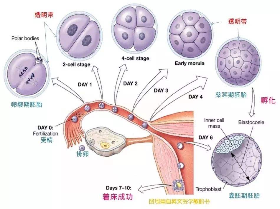 泰国试管婴儿形成的胚囊数量受什么影响